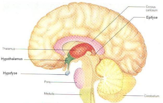 Ligging van de hypofyse, de hypothalamus en de epifyse